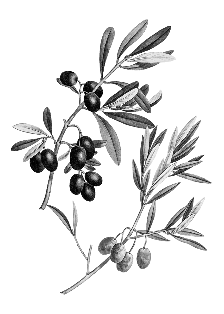Rames, fulles i olives