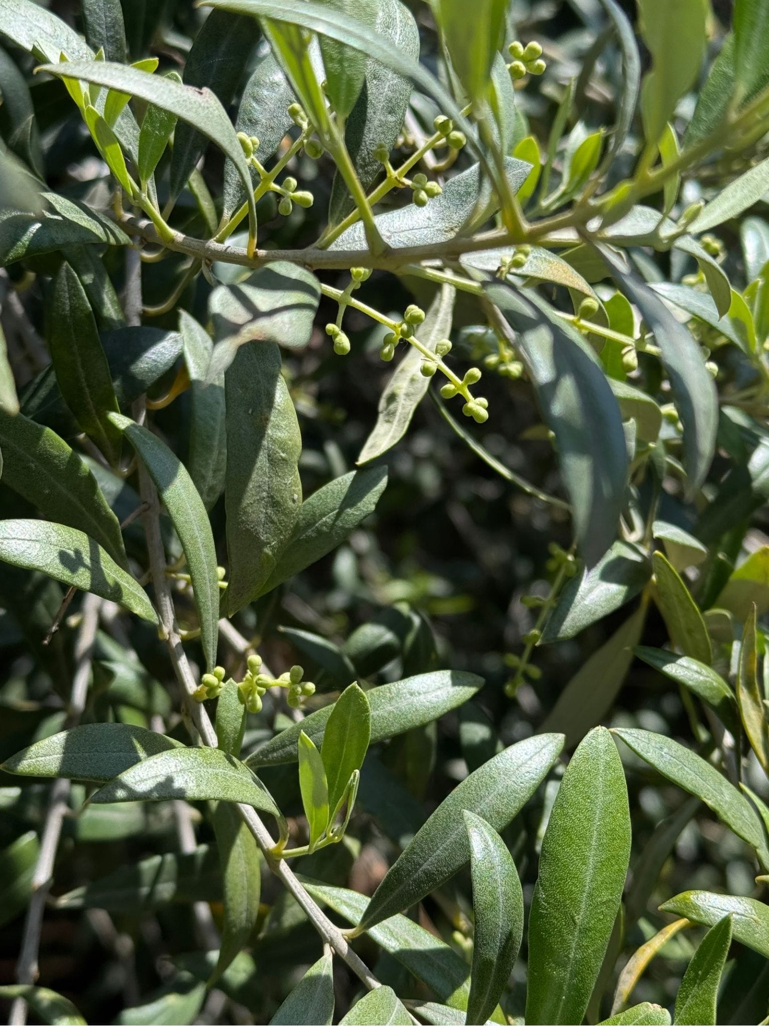L’OLI SUÏM ECOLÒGIC_orgiens Imagen del inicio de la floración de un olivo